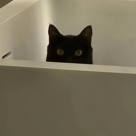 meowrumble